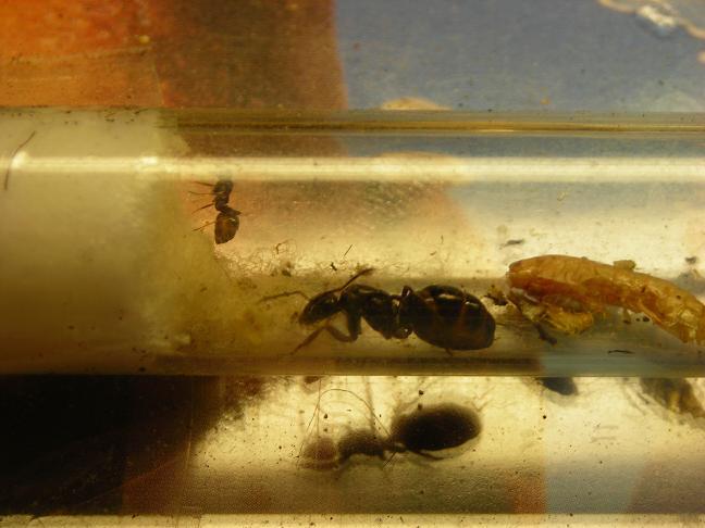 Долгожданный первенец.